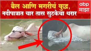 BullCrocodile battle Sangliकृष्णेच्या पात्रात बैल  मगरीची झुंजनदीपात्रात चार तास सुटकेचा थरार [upl. by Saideman]