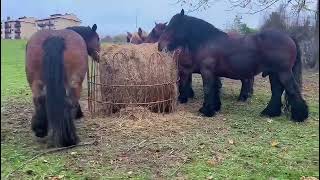 🐎Yeguas con y sin cría en Álava [upl. by Droffilc]