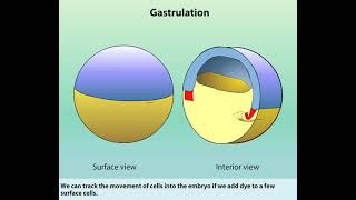 Gastrulation  Blastocoel  Blastula [upl. by Guenna75]