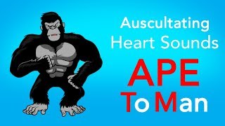 Auscultating Heart Sounds  APE To Man [upl. by Clerk162]