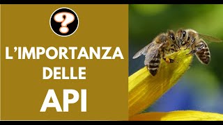 Perché le api sono importanti per lecosistema [upl. by Repard483]