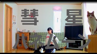 【ひま】彗星ハネムーンを踊ってみた【2019最初の舞】 [upl. by Estele]