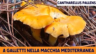 A galletti nella macchia mediterranea  Funghi 2024  SUB [upl. by Dnalyag]