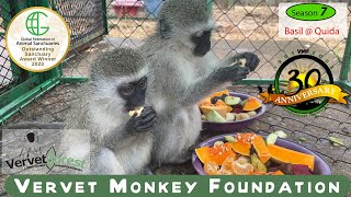 From Torment to Triumph The Heartwarming Rescue of Two Young Vervet Monkeys [upl. by Aeht]