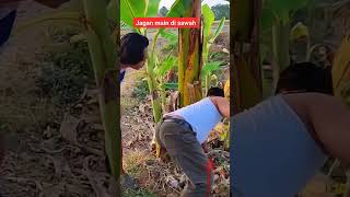 Awas gess Hati hati kalo main di sawah shortvideo [upl. by Estes]