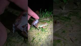 Frog jump and fly funny video by hand  tep longheng funny frog [upl. by Block233]