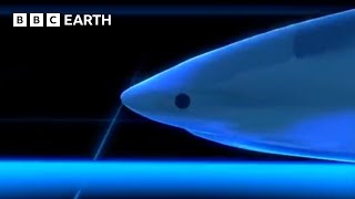 How Intelligent Are Sharks  BBC Earth [upl. by Josephina186]