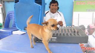 Perro chihuahua baila guaracha [upl. by Eimrej]