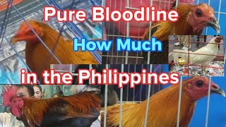 World Gamefowl Expo 2024 quotPhilippinesquot [upl. by Lekram]