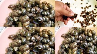 Periwinkle Snail Recipe  Naga Kitchen [upl. by Cosimo214]