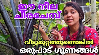 ഈ നീല ചീരചേമ്പ് വീട്ടുമുറ്റത്തുണ്ടെങ്കിൽ ഒരുപാട് ഗുണങ്ങൾ  Cheera chembu  Neela cheerachembu [upl. by Anatnahs]