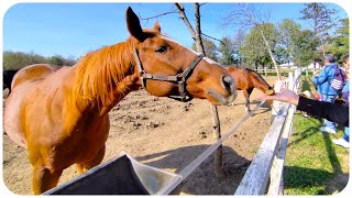 Ergela Ljubičevo  Požarevac Srbija 4K 🏇 [upl. by Euqimod]