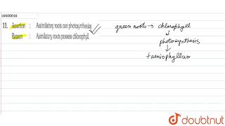 Assertion  Assimilatory roots can photosynthesize Reason  Asimilatory roots possess chlorophyll [upl. by Johen690]