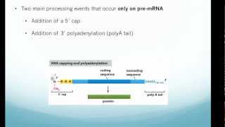 RNA processing 5 cap 3 polyA tail and Splicing [upl. by Nivanod]