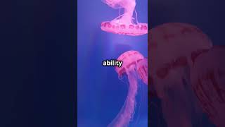 Immortal Jellyfish  Bizarre Animal [upl. by Ludba142]