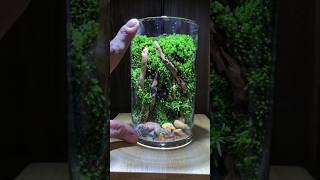 Easy and Simple Terrarium Building in glass terrarium terrariumart landscape diy [upl. by Shaffert521]