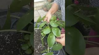 Propagating Pilea Peperomioides shorts short garden TrowelandTravel [upl. by Rossen976]