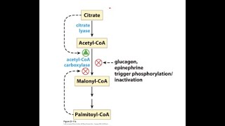 Fatty acid oxidation is tightly regulated [upl. by Garrity819]