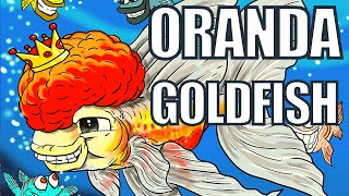 Oranda Goldfish  Oranda Goldfish Care amp Guide [upl. by Nadab858]