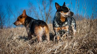 Training Your Australian Cattle Dog to Do Amazing Tricks [upl. by Narba]