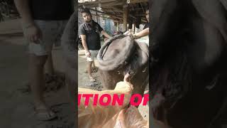 Retention of placenta in cow treatment sudarshan roy viralvideo [upl. by Dorehs666]