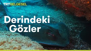 Derindeki Gözler Vatozların Dünyası  TRT Belgesel [upl. by Aivekahs]