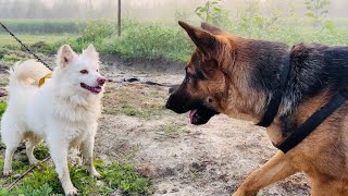 SPITZ DOG VS GERMAN SHEPHERD DOG…Chiku Aggressive Ho Gya Alice Pe😈 [upl. by Ellehcirt]