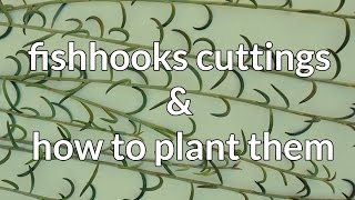 Succulent Cuttings Fishhooks Senecio amp How To Plant Them [upl. by Hsak]