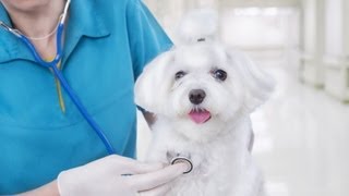 How to Handle Puppys First Vet Visit  Puppy Care [upl. by Hpotsirhc]