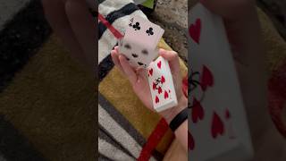 Cardistry  awesome card tricks ✨ [upl. by Wiskind531]