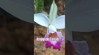 Anggrek Tanah Arundina graminifolia [upl. by Simpkins]