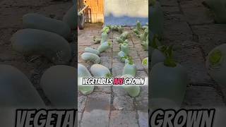 Unbelievable Vegetables Are Grown On The Ground🥒🌟 Part 01 🌍 shorts short unique [upl. by Tirrell614]