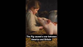 The Hilarious Pig War Story 1859 USA Britain War story Warstorymilitary trending history [upl. by Perkins]