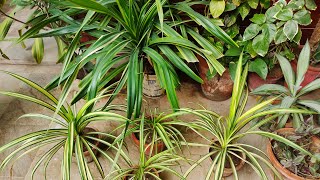 Pandanus Plant  Kewda Plant Propagation amp Caring Tips  HindiUrdu [upl. by Hermina479]