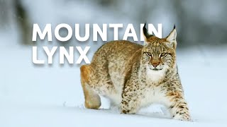 The Life Of The Mighty Lynx Predator In Europes Forests  Wildlife Documentary [upl. by Lukash640]