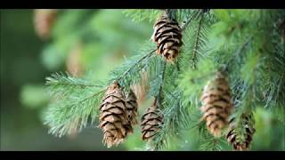 Pine Bark Extract vs Pycnogenol [upl. by Roselle]