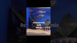 Benthochromis Horii Kigoma male  Aquarium african Tanganyika fish lake deep [upl. by Eibob]