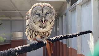 Barred Owl Ambassador hooting [upl. by Diogenes]