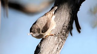 Very special scenes of Varied Sittellas – From eggs to fledglings [upl. by Anazus74]