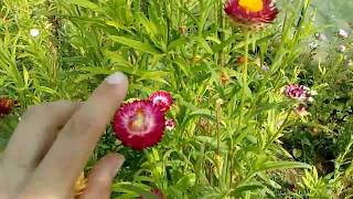 Strawflower how to use and Description [upl. by Ardiek]