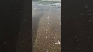 Lake Worth Beach Florida🪸7 Days Post Hurricane Helene Flshelling [upl. by Valerlan956]