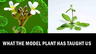 What we can learn from Arabidopsis Research Explained in 7 Minutes [upl. by Ahsito]