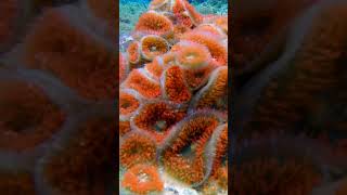 We DISCOVERED a Warty Corallimorph Anemone in RARE Red Variation oceanreef4k coralreef fyp fish [upl. by Zhang909]