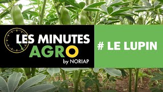 NORIAP  LES MINUTES AGRO  LE LUPIN [upl. by Shelden]