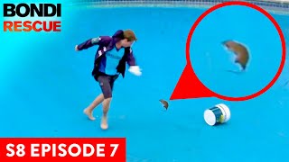 Huge Rat Attacks Bondi Lifeguard  Bondi Rescue Season 8 Episode 7 OFFICIAL UPLOAD [upl. by Anasxor]