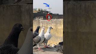 Pets ke setup mai ek laal ban shirajan chap pet aaya shorts minivlog pet vlog petsvlog birds [upl. by Gnaw933]