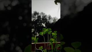 Jiske aane se mukammal ❤️WhatsApp status shorts youtubeshorts nature [upl. by Pierre]