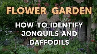 How to Identify Jonquils and Daffodils [upl. by Assirk]