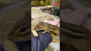 FEEDING CHIPMUNKS PEANUTS 🥜🐿 shorts [upl. by Adiela555]