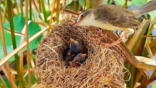 Brown prinia Bird from foraging for baby care [upl. by Lib]